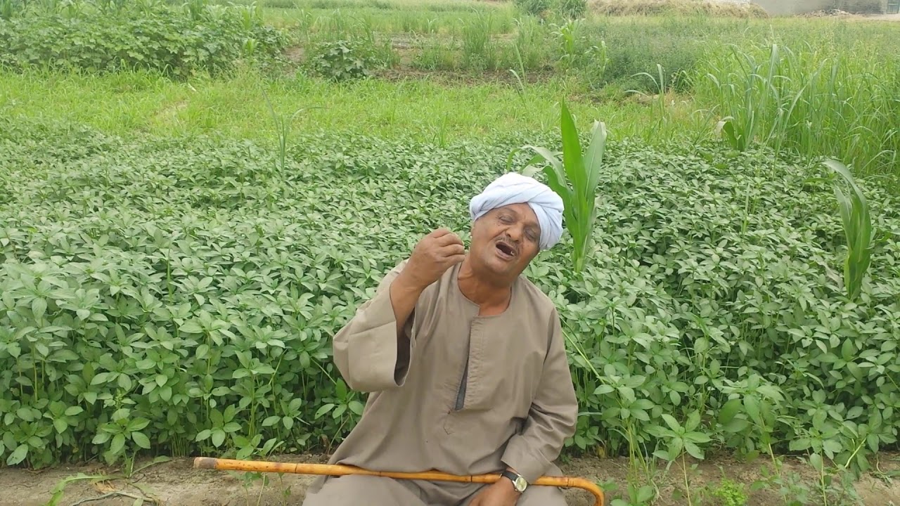 قنا الدير الشرقى نجع علوي