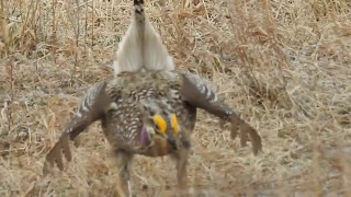 Sharptailed Grouse dancing