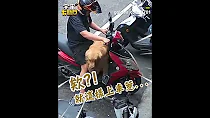 騎士修車遇狗老闆「劫車」！ 自動上車坐好想兜風萌翻網友@cosmosviral #shorts