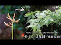 モミジ3年目～成長記録 横に伸ばした樹形を目指して【Bonsai diary 盆栽日記 3/19】初心者の簡単盆栽の作り方 やり方 もみじ ミニ盆栽 苔庭 maple EOS R5