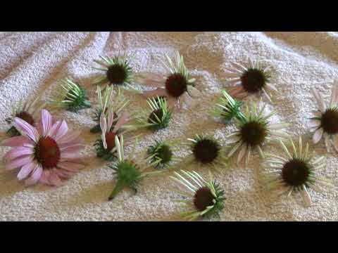 Video: 10 Farlige Bivirkninger Av Echinacea