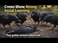 Crows show strong learning behavior  Telugu #crazyfacts #amazing #crazy #trendingshorts #shocking