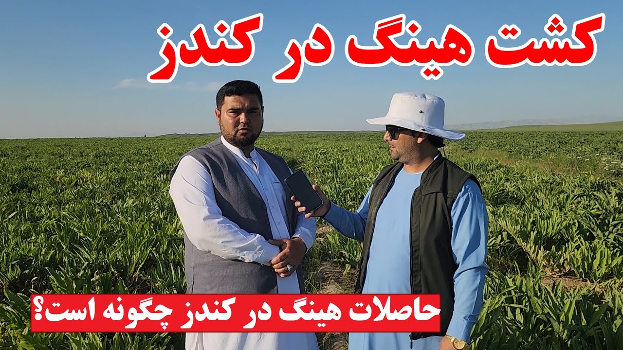 کشت هینگ در کندز | از قیمت ها تا مشخصات ونحو کشت هینگ | فارم مرغ و کشت زار های پیاز | تبسم شهر