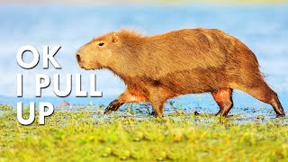 Capybaras Hop Out At The After Party