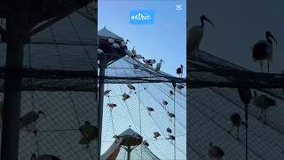 OSTRICH #FKS #trending #viral