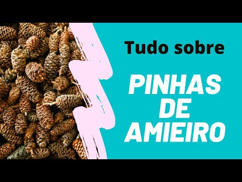 Vídeo: Os amieiros perdem as folhas?