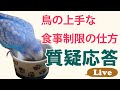 鳥の上手な食事制限の仕方【質疑応答ライブ】