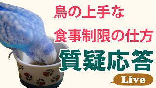 鳥の上手な食事制限の仕方【質疑応答ライブ】