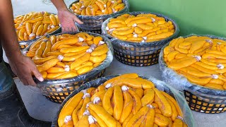 Mullet Roe Harvesting! Luxurious Fish Roe Making, Fried Mullet / 頂級烏魚子製作 - Taiwanese Food