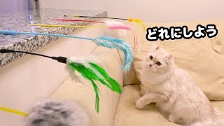 猫じゃらし総選挙で予想外な結果に!?...