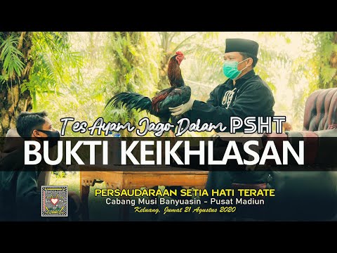 Video: Ayam Jago Dalam Anggur