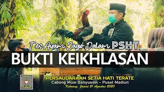 Tes Ayam Jago PSHT  | Tes Ayam  | psht pusat madiun  | sh terate Pusat Madiun