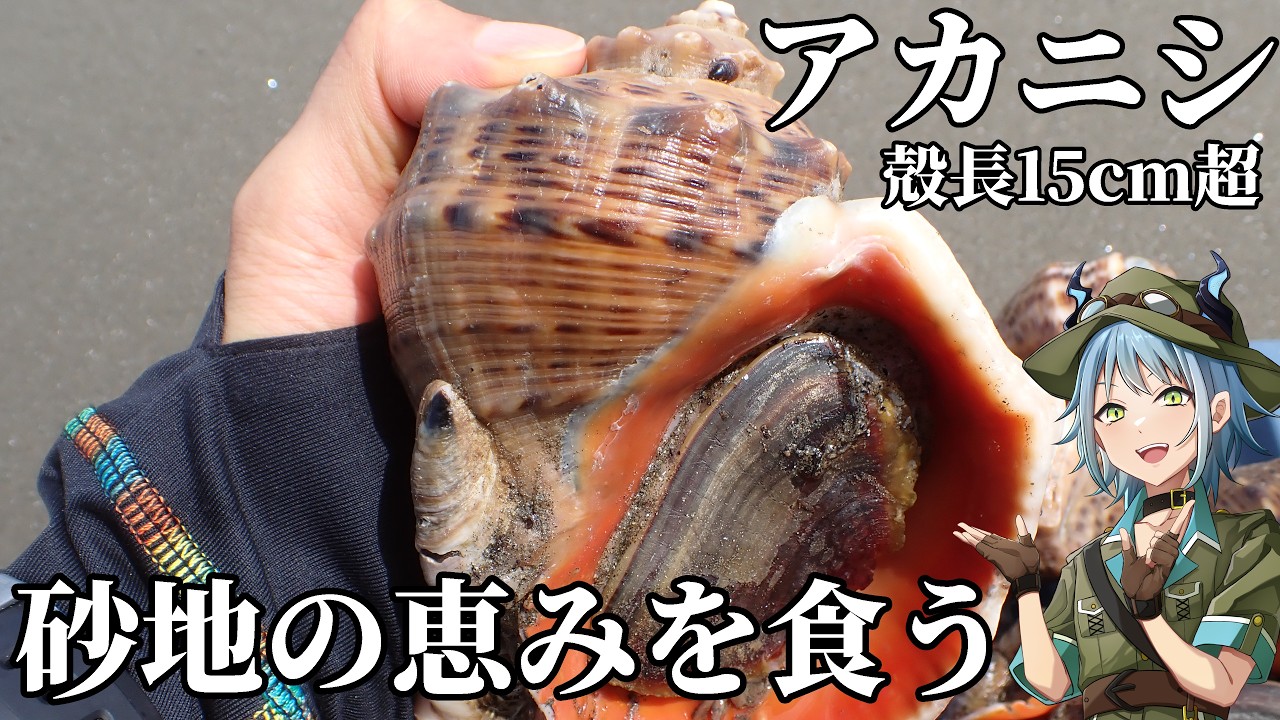 生物多様性の恵み! ”アカニシ” を獲って食う!