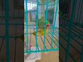 cute talking parrot clear voice😘