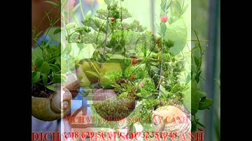 Mười sang 0932351948.]] dịch vụ cắt cỏ, trồng cây xanh sân vườn quận 5.tphcm