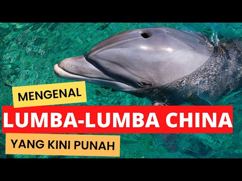 Video: Spesies Langka: Lumba-lumba Sungai Cina (Baiji)