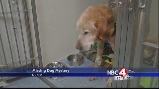 Missing dog mystery