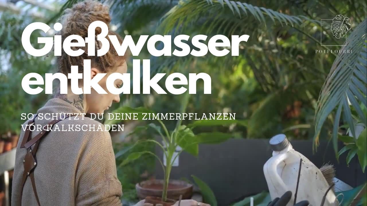Giewasser entkalken: So schtzt du deine Pflanzen vor Kalk! I  potflourri