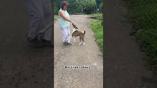 Собачья жизнь шриланка travel прогулка собаки dogs shorts