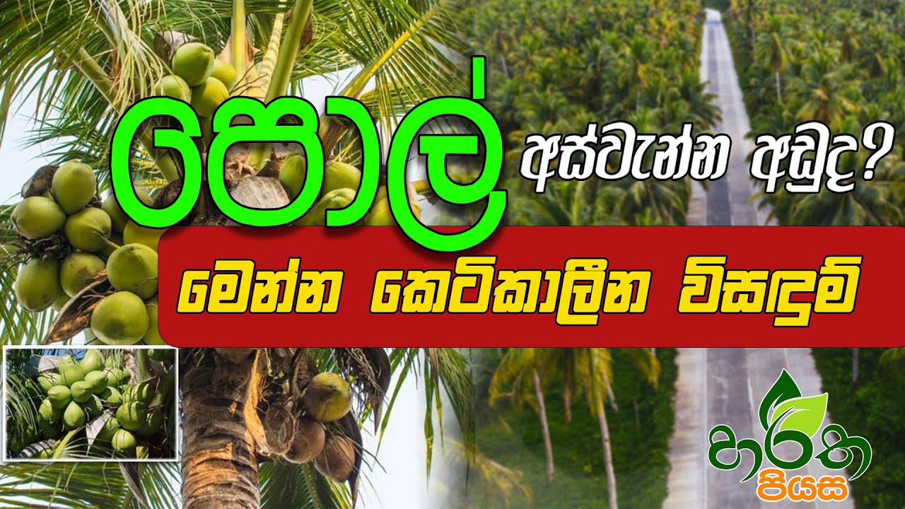 අඩු වුන පොල් අස්වැන්නට කෙටි කාලීන විසඳුම් | Short-term solutions to coconut harvest #coconutfarm