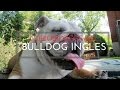 Lo que no sabias del Bulldog Ingles, te va a encantar!