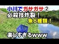 網で魚取り！  川魚８種類ガサガサｗｗｗ！！【日本淡水魚水槽90cm＃14】