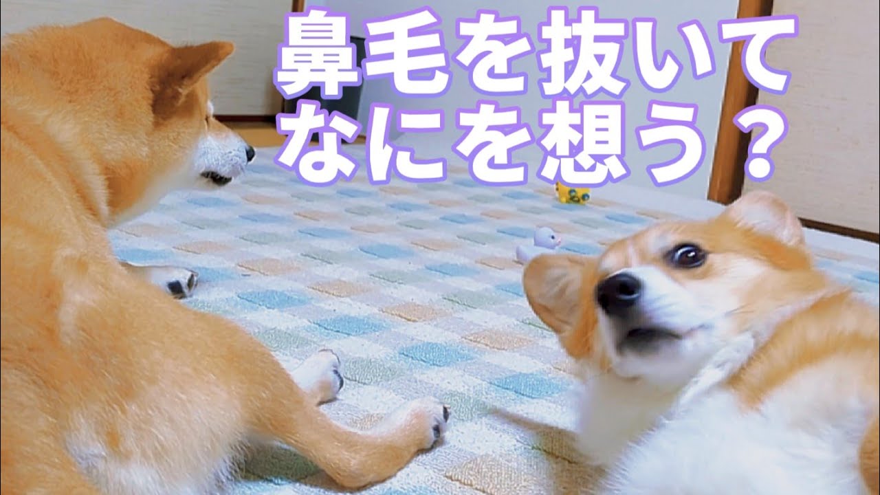 犬猫アテレコ 鼻毛を抜いて何を想う Youtube 犬猫アテレコ 鼻毛を抜いて何を想う Youtube