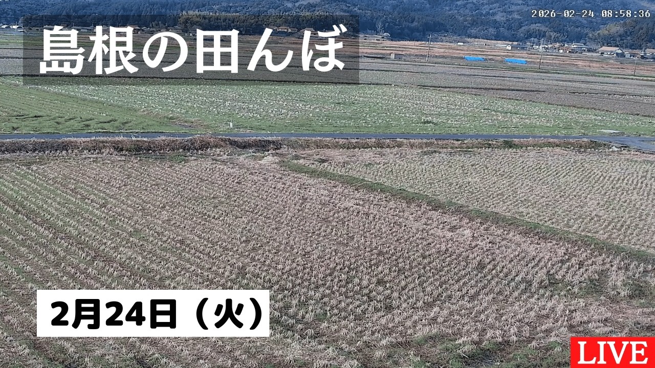 【2026/2/24】田んぼの様子をライブ配信！２４時間いつでも確認できます！｜自然 田舎 緑 癒し 島根県 八なお米穀店（はなお）