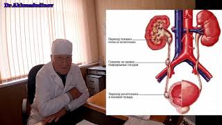 Часть 2 Забрюшинное пространство (почки, мочеточники) Проф. Ахмадудинов М.Г.