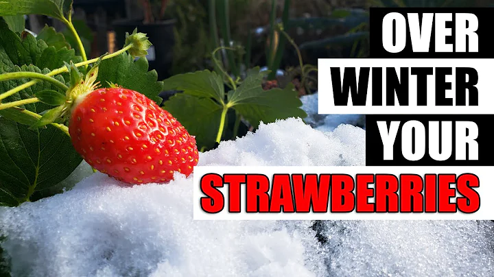 Ensure Healthy Strawberry Plants: Ultimate Guide to Winterization