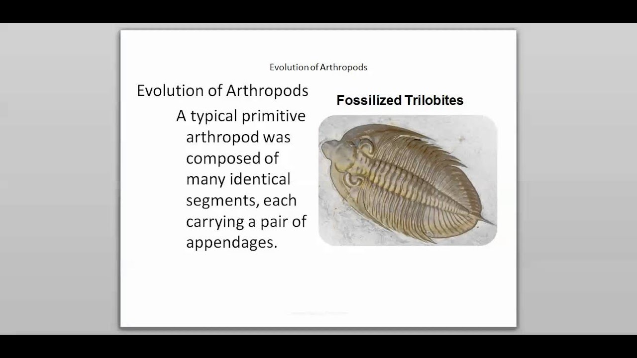 28-1 Introduction to Arthropods (Part 1) - YouTube
