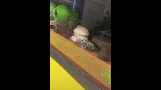 Monkeys Spinning Monkeys By Kevin Macleod