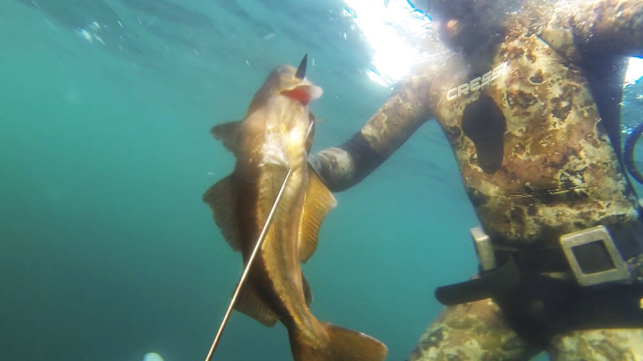 Natural Selection Spearfishing Ireland, Fanore YouTube