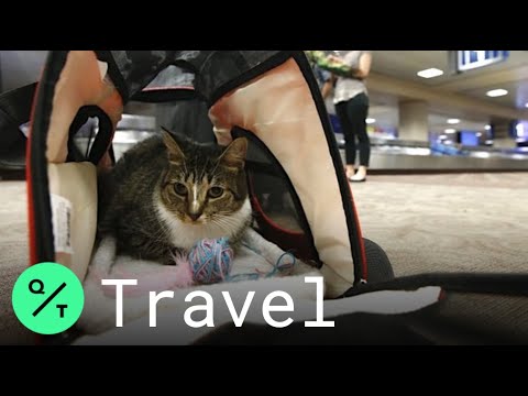 فيديو: الخطوط الجوية المتحدة تحظر سلالات الكلاب والقطط