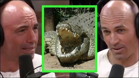 Joe Rogan & Kelly Slater Freak Out About Crocodiles