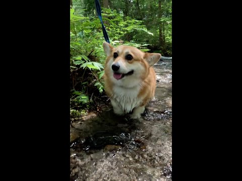 小川を歩くコーギー / Corgi walking in the stream #コーギー #corgi #サクラ