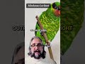 Wheel of Birds 14: The One With The Brushy Tongue #birds #lorikeets