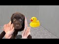 Labrador puppys first bath