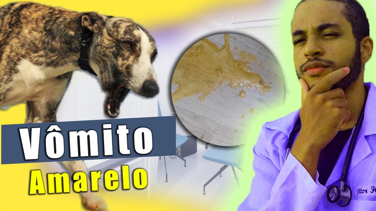 O que fazer quando o cachorro VOMITA AMARELO! - YouTube