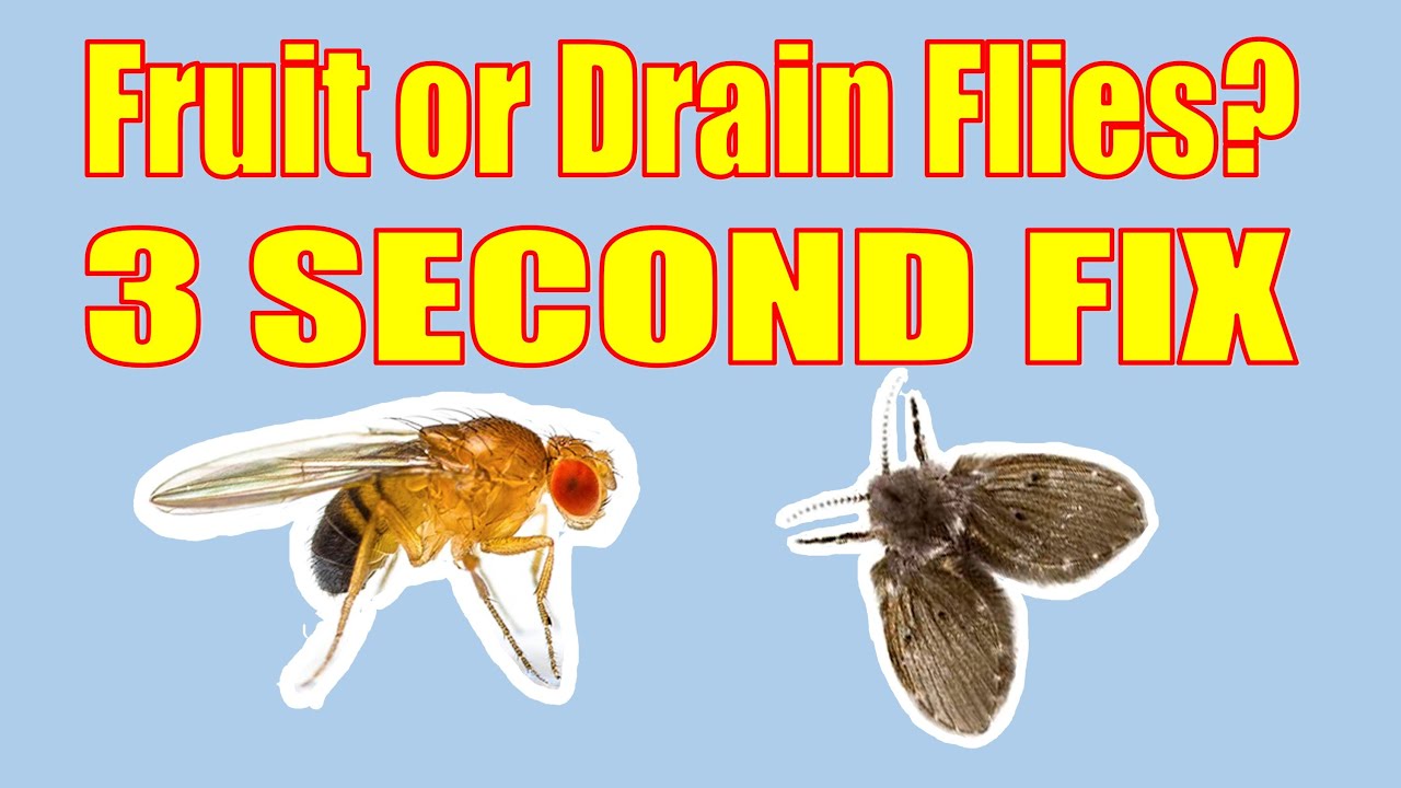 Drain Flies vs Fruit Flies: Drain Fly & Fruit Fly Differences