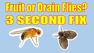 Easy 3 Second Fix for Drain and Fruit Flies