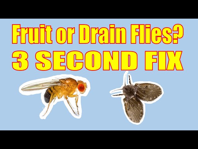 Drain and Fruit Fly Eliminator: Remove Gnats, Sewer Flies and More –  EcoStrong