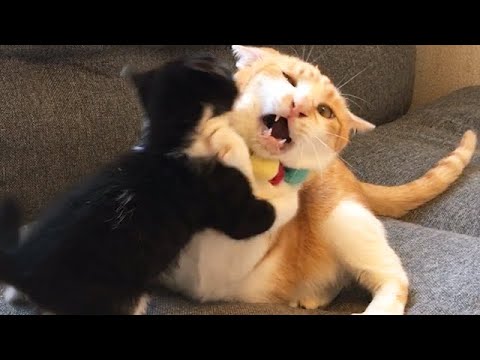大好きなボールを取り返そうと突撃する子猫