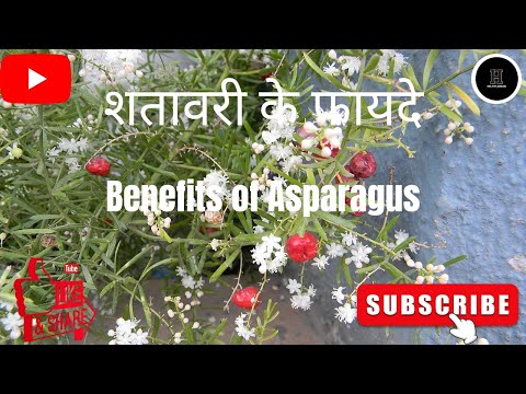 शतावरी के फायदे।शतावरी क्या है।शतावरी के क्या-क्या फायदे हैं Benefits Of Asparagus @Helthy Jeevan