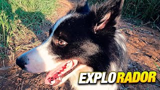 Passeio na roça em ApiacáES com Border collie explorador