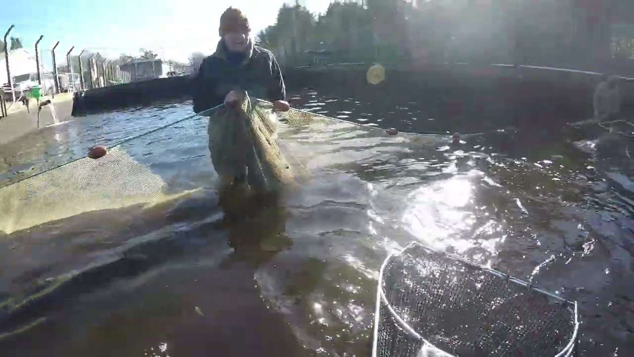 Armagh Angling Club. Stocking 2026