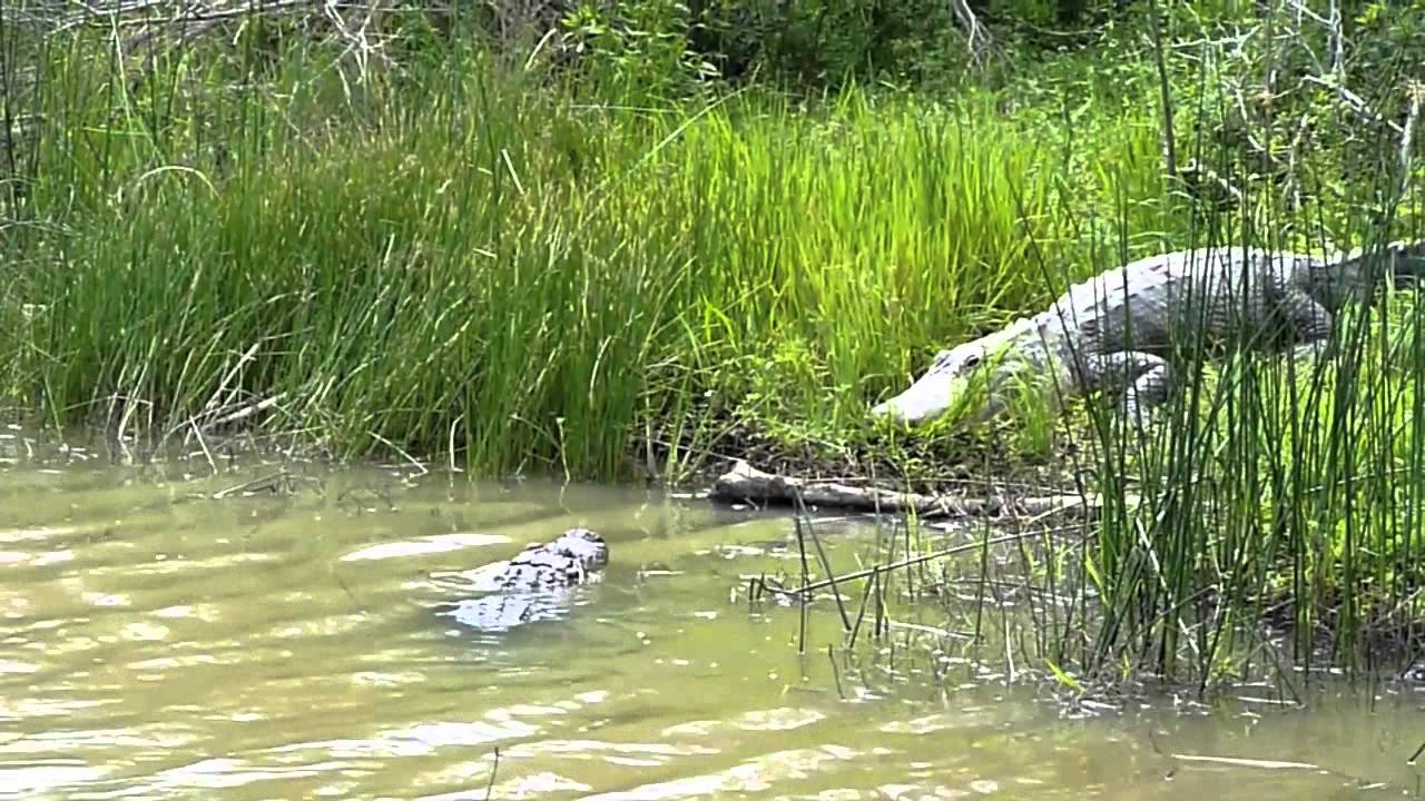 video phone beyonce mp3 alligator face off laguna atascosa 2010-04-10