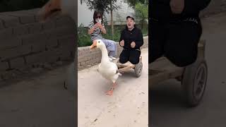 البطة البطة 🦢 | Duck duck 🦢