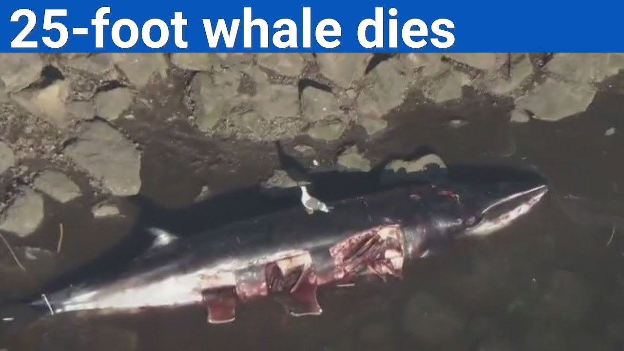 Whale spotted in Long Beach Harbor has died