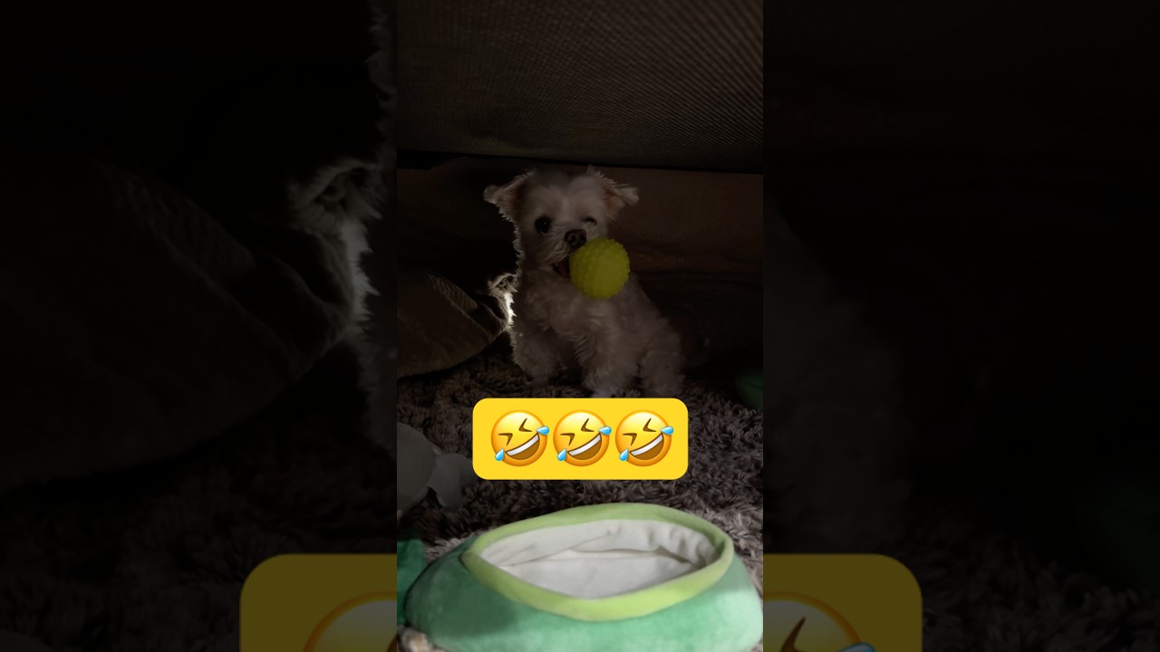 言葉が通じてるとこうなる🤣🤣🤣#shorts #可愛い犬 #マルチーズ